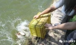 放生视频,人与自然和谐共生的美好瞬间